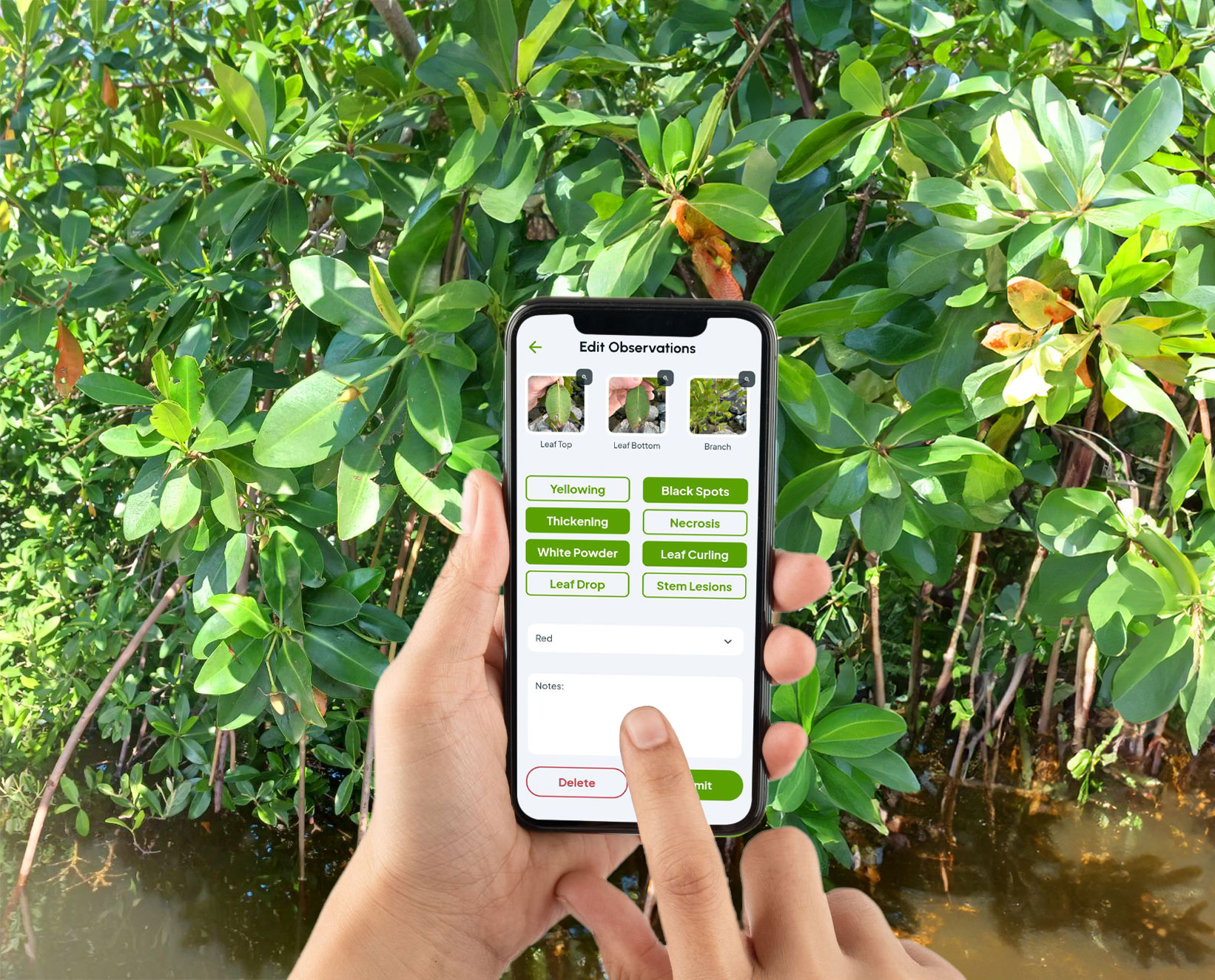 Hand holding a phone showing the survey map, photographed in front of mangroves